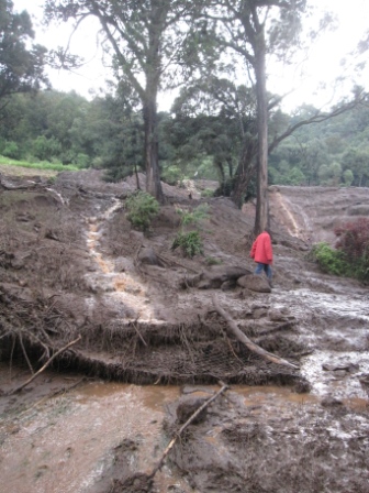 Where did all the trees go?